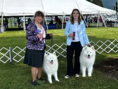 Successful Samoyeds: Local pups take home five awards at dog show